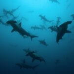 Ein Schwarm Bogenstirn-Hammerhaie als Silhouetten in blaugrünem Wasser, von unten gesehen, etwa zwanzig Tiere