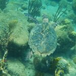 Eine Echte Karettschildkröte, von oben gesehen, schwimmt dicht über Felsen mit Algen, Hirnkorallen, Gorgonien und gelben Röhrenschwämmen, in türkisgrünem Wasser
