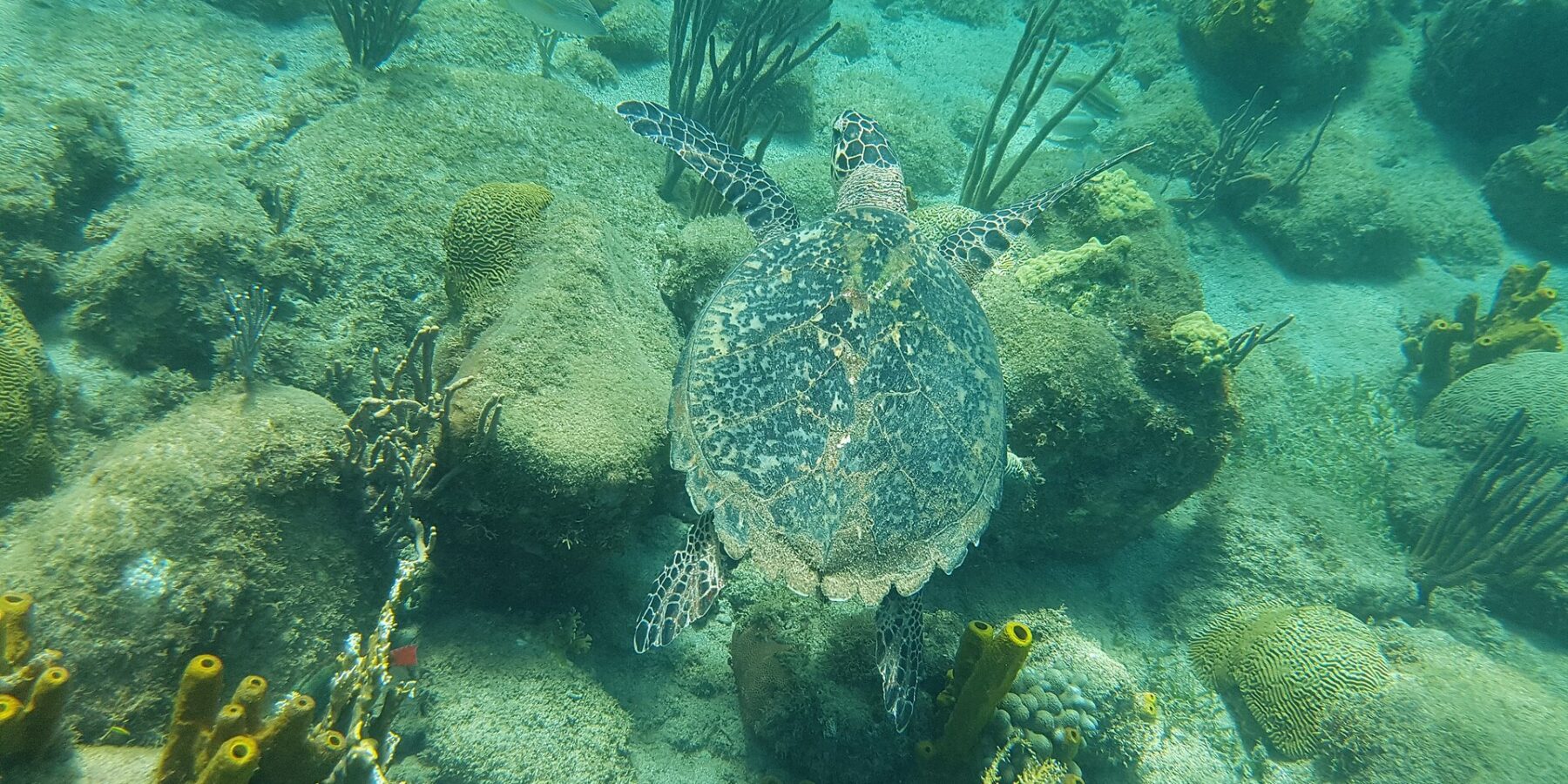 Eine Echte Karettschildkröte, von oben gesehen, schwimmt dicht über Felsen mit Algen, Hirnkorallen, Gorgonien und gelben Röhrenschwämmen, in türkisgrünem Wasser