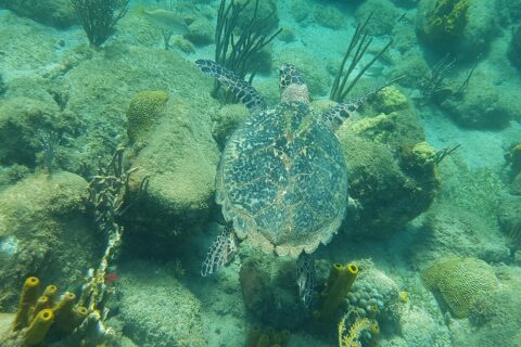 Eine Echte Karettschildkröte, von oben gesehen, schwimmt dicht über Felsen mit Algen, Hirnkorallen, Gorgonien und gelben Röhrenschwämmen, in türkisgrünem Wasser