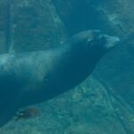 Ein Kalifornischer Seelöwe schwimmt im Profil durch grünes Wasser, mit stromlinienförmigem Körper und weißen Schnurrhaaren, über felsigem Grund, an dem kleine Fische vorbeiziehen