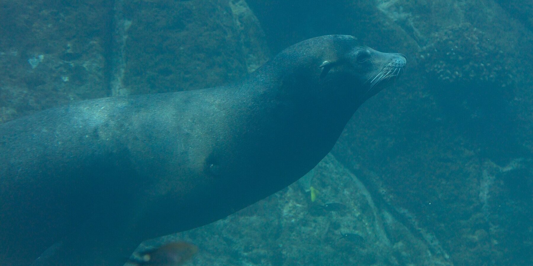Ein Kalifornischer Seelöwe schwimmt im Profil durch grünes Wasser, mit stromlinienförmigem Körper und weißen Schnurrhaaren, über felsigem Grund, an dem kleine Fische vorbeiziehen