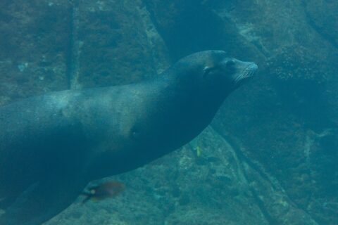 Ein Kalifornischer Seelöwe schwimmt im Profil durch grünes Wasser, mit stromlinienförmigem Körper und weißen Schnurrhaaren, über felsigem Grund, an dem kleine Fische vorbeiziehen