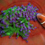 Nahaufnahme einer Anemone mit grünen Tentakeln und violetten Spitzen, eingebettet in die rotorangen Falten ihres Fußes, der sich ein rosa Halsband-Anemonenfisch mit weißem Streifen von rechts nähert