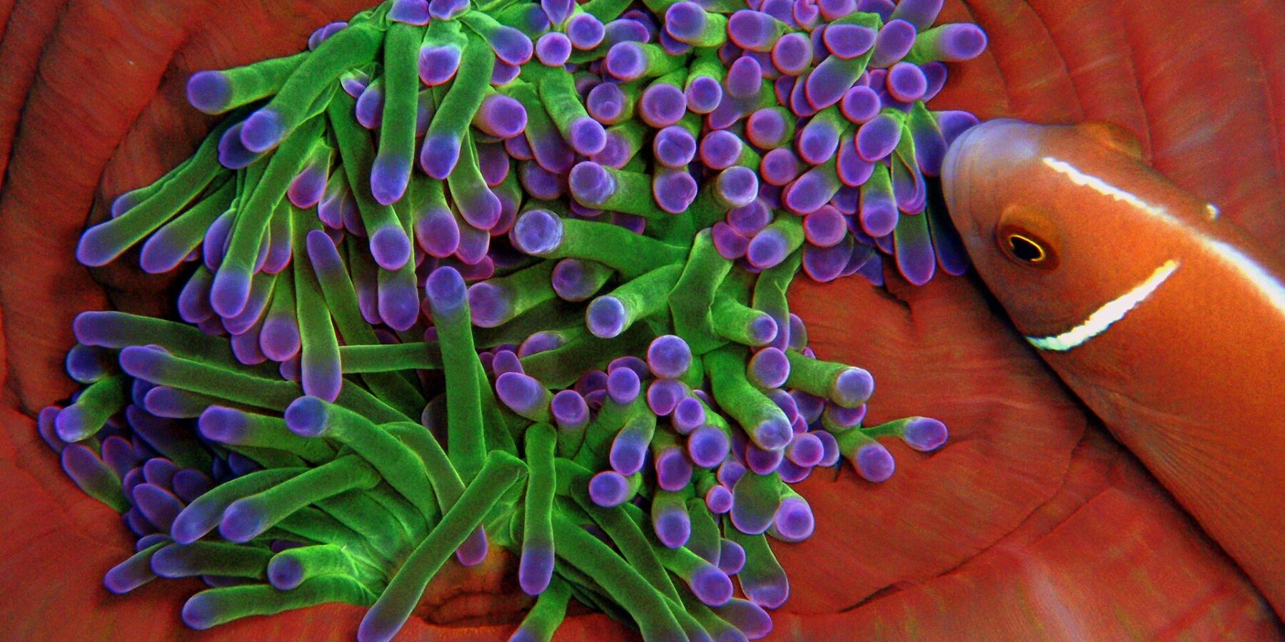 Nahaufnahme einer Anemone mit grünen Tentakeln und violetten Spitzen, eingebettet in die rotorangen Falten ihres Fußes, der sich ein rosa Halsband-Anemonenfisch mit weißem Streifen von rechts nähert