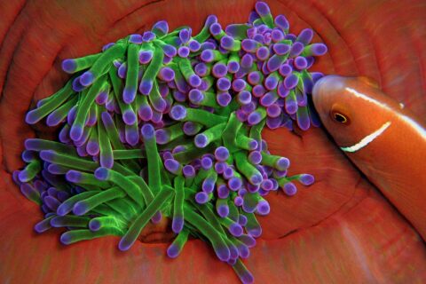 Nahaufnahme einer Anemone mit grünen Tentakeln und violetten Spitzen, eingebettet in die rotorangen Falten ihres Fußes, der sich ein rosa Halsband-Anemonenfisch mit weißem Streifen von rechts nähert