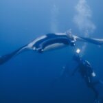 Ein Riesenmanta mit ausgebreiteten Flügeln gleitet frontal auf einen Taucher zu, der ihn mit seiner Lampe anleuchtet, ein Schiffshalter auf dem schwarzen Rücken mit weißen Schultern, Luftblasen steigen ins Blau.