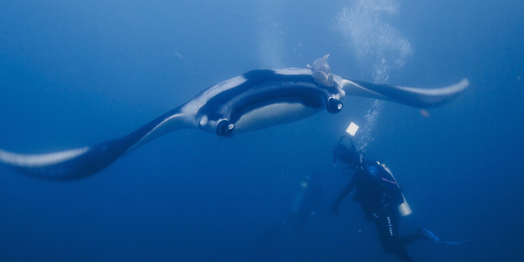 Ein Riesenmanta mit ausgebreiteten Flügeln gleitet frontal auf einen Taucher zu, der ihn mit seiner Lampe anleuchtet, ein Schiffshalter auf dem schwarzen Rücken mit weißen Schultern, Luftblasen steigen ins Blau.