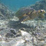 Eine Meeresschildkröte mit schmalem, gebogenem Schnabel schwimmt über Sand und Astkorallen, im klaren, flachen Wasser der Lagune