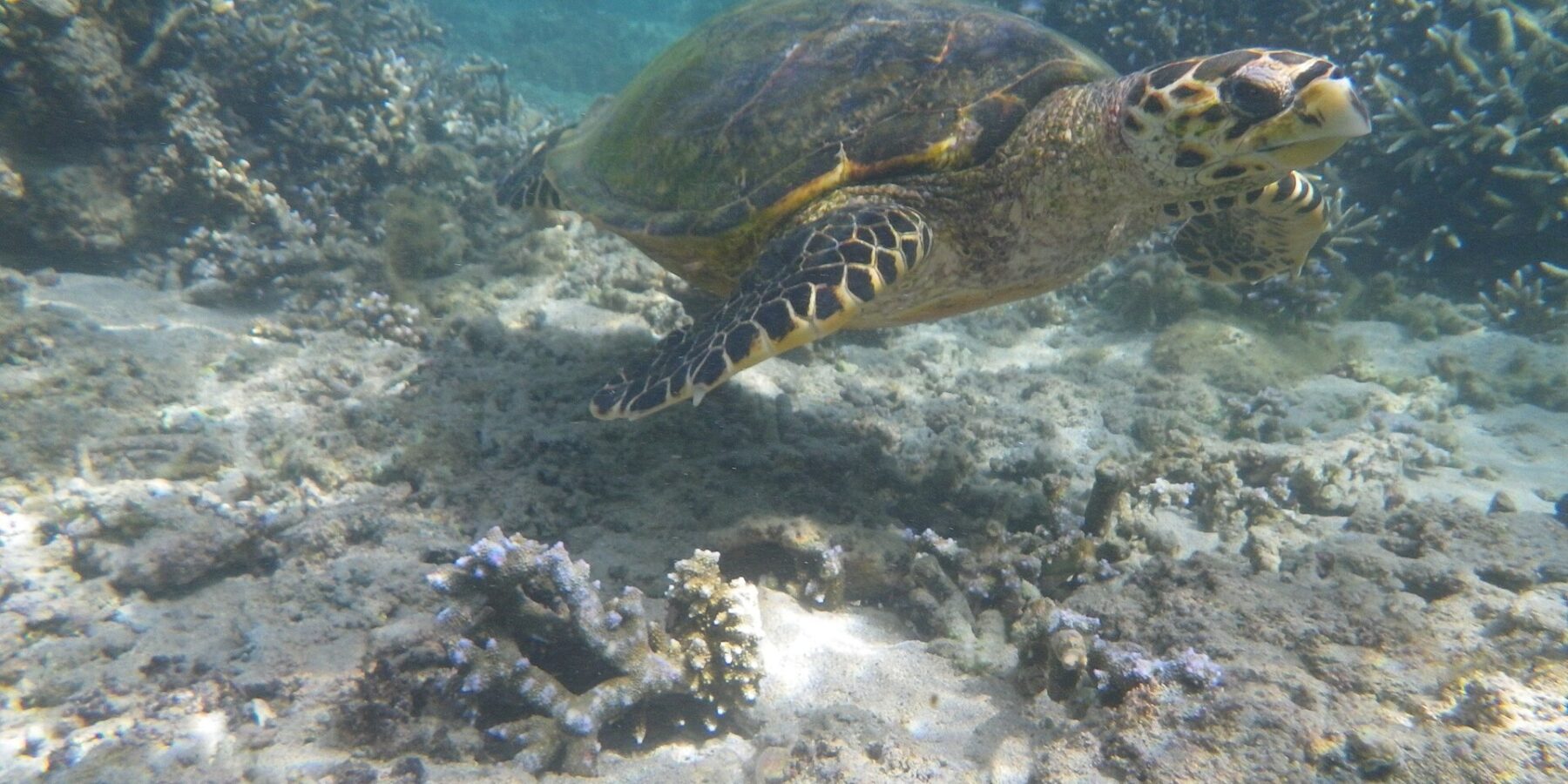Eine Meeresschildkröte mit schmalem, gebogenem Schnabel schwimmt über Sand und Astkorallen, im klaren, flachen Wasser der Lagune