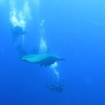 Ein Mobularochen gleitet im tiefen Blau der Princess Alice Bank zwischen Tauchern hindurch, die sich an der Bootsleine festhalten