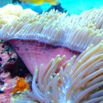 Eine Seeanemone mit aufgerichteten weißen Tentakeln und rosa Fuß, im Hintergrund unscharf ein Taucher mit gelben Flossen, im Njao Gap