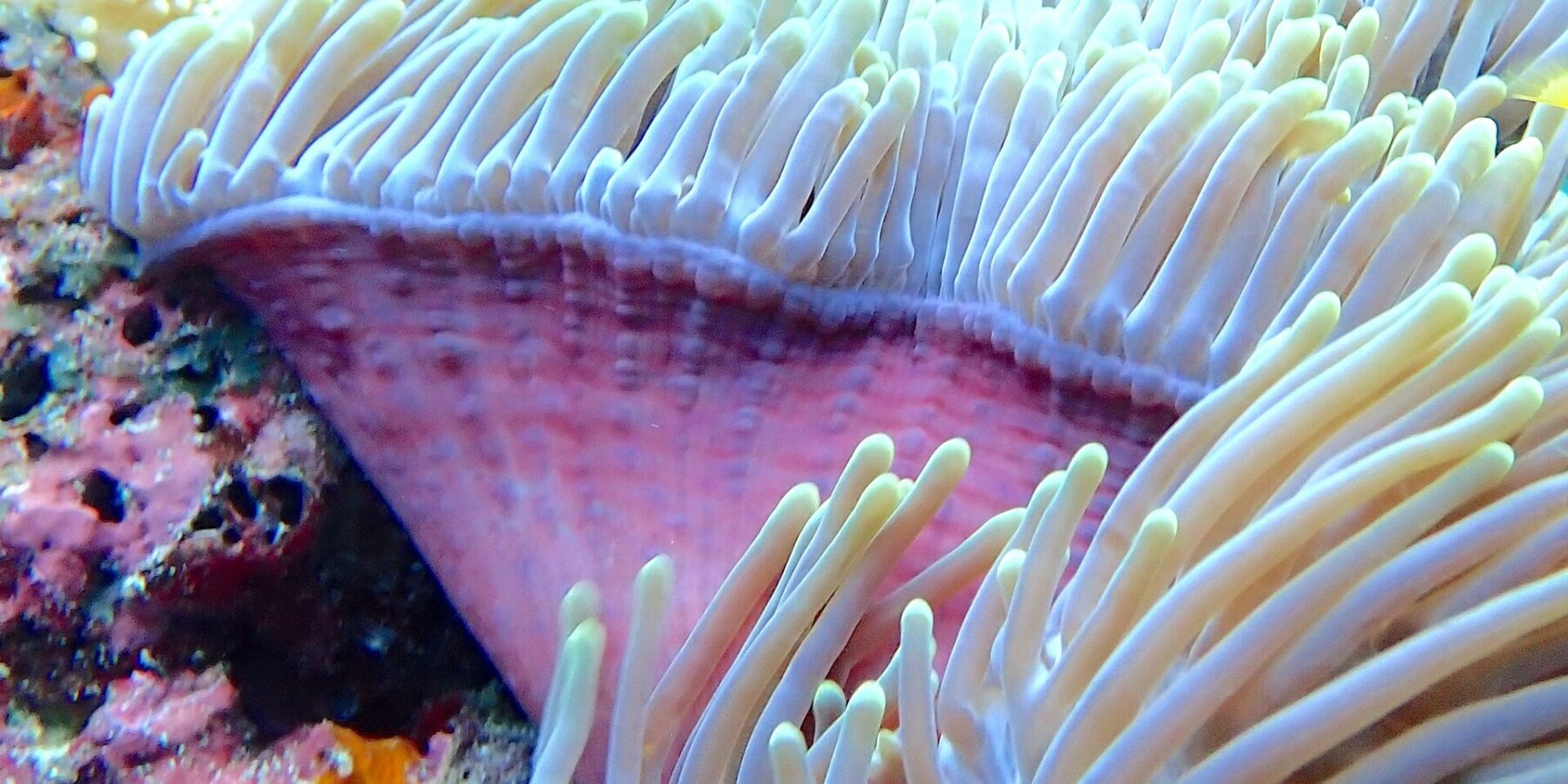 Eine Seeanemone mit aufgerichteten weißen Tentakeln und rosa Fuß, im Hintergrund unscharf ein Taucher mit gelben Flossen, im Njao Gap