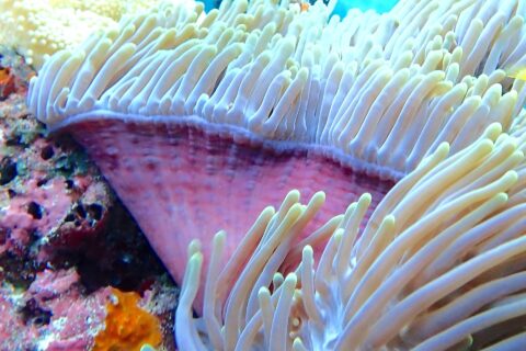 Eine Seeanemone mit aufgerichteten weißen Tentakeln und rosa Fuß, im Hintergrund unscharf ein Taucher mit gelben Flossen, im Njao Gap