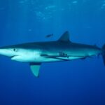 Ein spindelförmiger Blauhai schwimmt mit zwei gestreiften Lotsenfischen unter der Oberfläche an der Condor-Bank