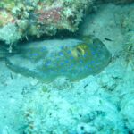 Ein Blaupunktrochen liegt auf dem Sand unter einem Korallenüberhang, in türkisfarbenem Wasser