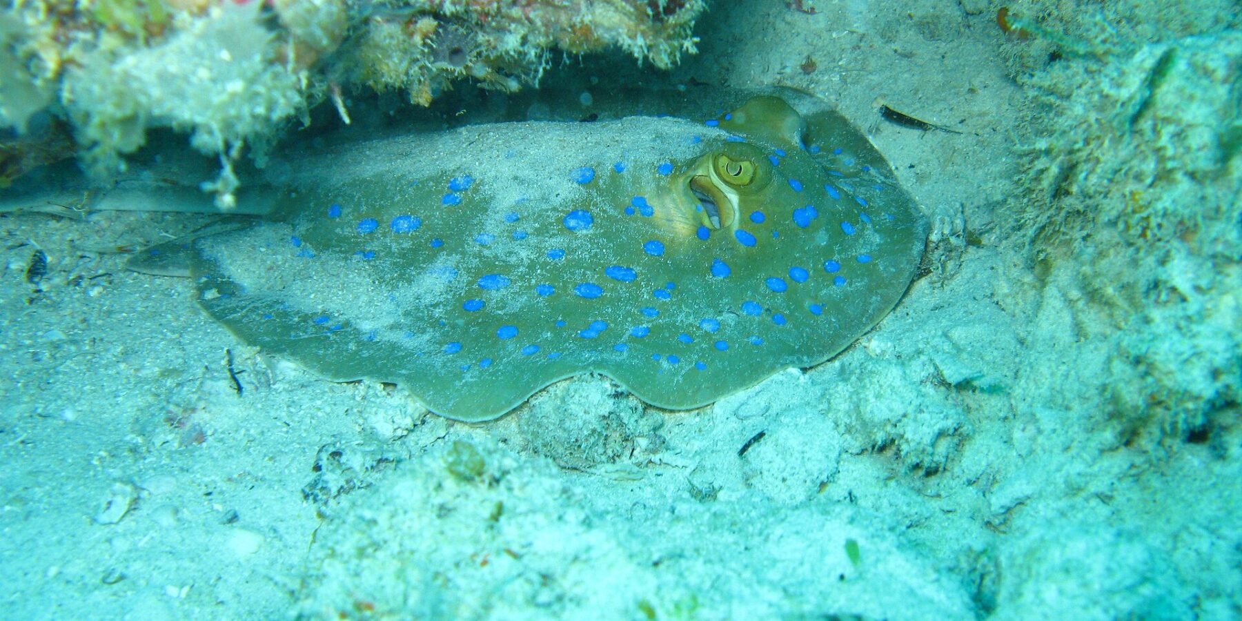 Ein Blaupunktrochen liegt auf dem Sand unter einem Korallenüberhang, in türkisfarbenem Wasser