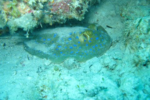 Ein Blaupunktrochen liegt auf dem Sand unter einem Korallenüberhang, in türkisfarbenem Wasser