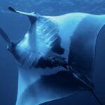 Ein Riesenmanta von unten gesehen, der weiße Bauch mit großen schwarzen Flecken, die Kiemenspalten sichtbar, darunter eine Stachelmakrele, oben die Oberfläche