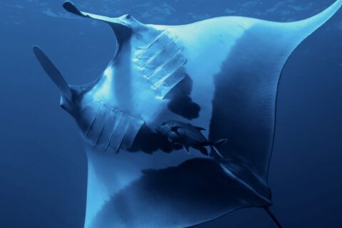 Ein Riesenmanta von unten gesehen, der weiße Bauch mit großen schwarzen Flecken, die Kiemenspalten sichtbar, darunter eine Stachelmakrele, oben die Oberfläche