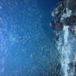 Tausende silbrige Sardinen in einem dichten Schwarm im blauen Wasser, vor der Steilwand, an der eine rote Hirnkoralle hervorsticht.