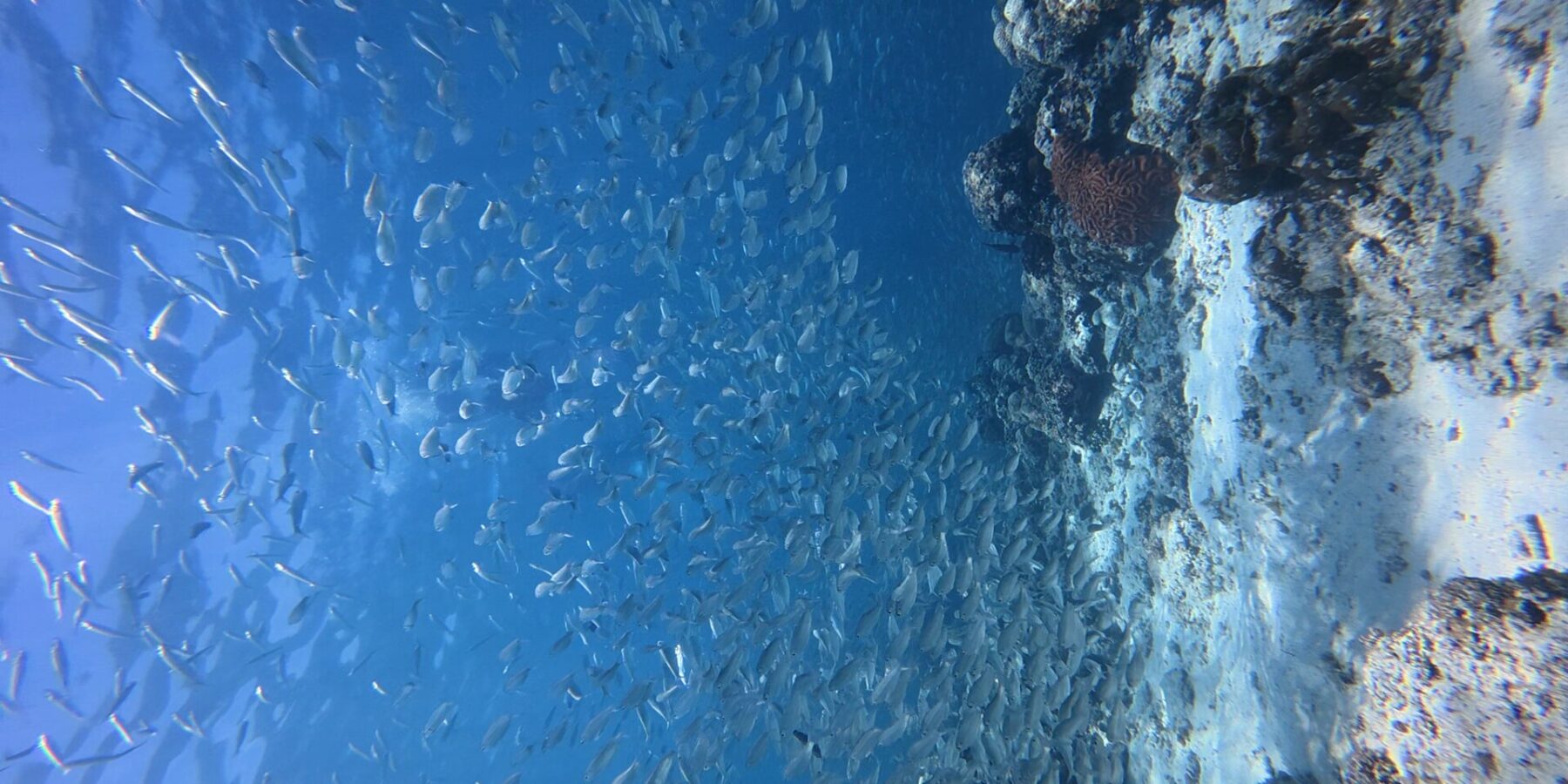Tausende silbrige Sardinen in einem dichten Schwarm im blauen Wasser, vor der Steilwand, an der eine rote Hirnkoralle hervorsticht.