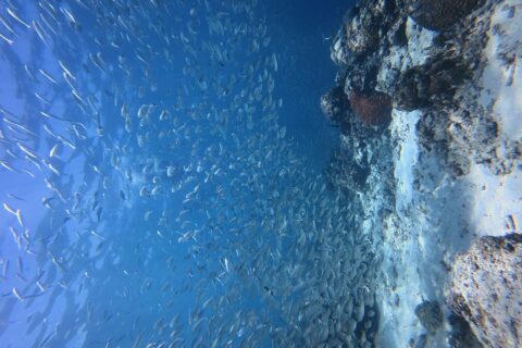 Tausende silbrige Sardinen in einem dichten Schwarm im blauen Wasser, vor der Steilwand, an der eine rote Hirnkoralle hervorsticht.