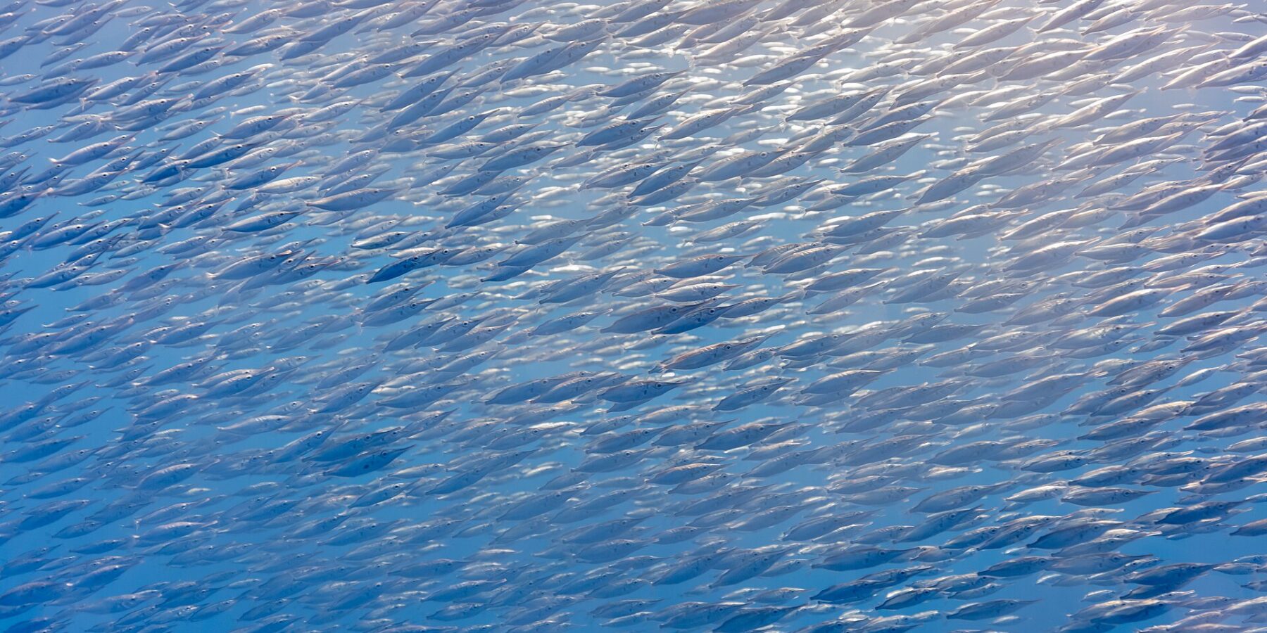 Ein dichter Schwarm silberner Schnepfenfische, kleine Fische mit langer Röhrenschnauze, füllt diagonal das ganze Bild, von der Sonne oben rechts beleuchtet, in blauem Wasser