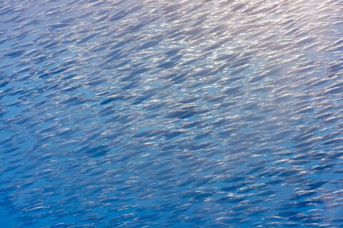 Ein dichter Schwarm silberner Schnepfenfische, kleine Fische mit langer Röhrenschnauze, füllt diagonal das ganze Bild, von der Sonne oben rechts beleuchtet, in blauem Wasser