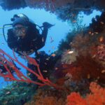 Ein Taucher im schwarzen Anzug blickt hinter einer roten Gorgonie in die Kamera, an einer Steilwand voller roter und rosa Weichkorallen und Fahnenbarsche, in Raja Ampat