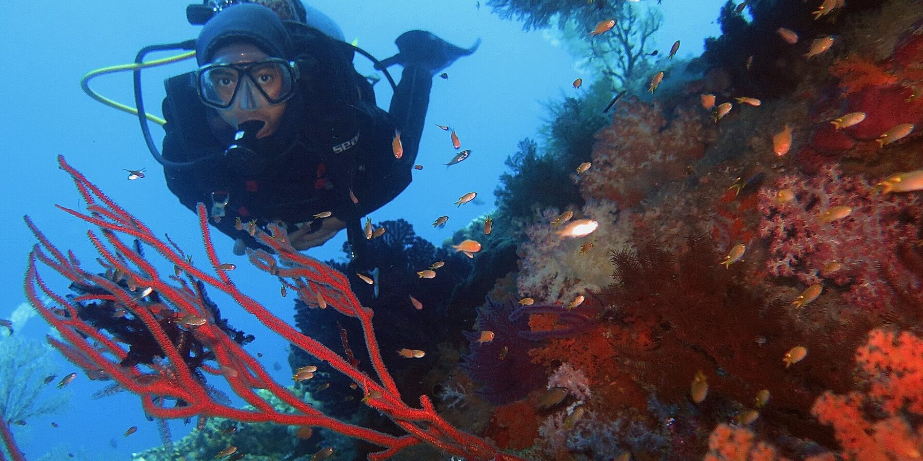 Ein Taucher im schwarzen Anzug blickt hinter einer roten Gorgonie in die Kamera, an einer Steilwand voller roter und rosa Weichkorallen und Fahnenbarsche, in Raja Ampat