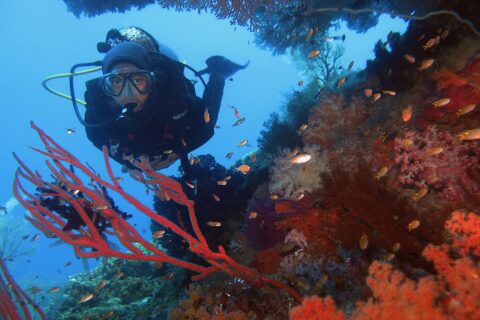 Ein Taucher im schwarzen Anzug blickt hinter einer roten Gorgonie in die Kamera, an einer Steilwand voller roter und rosa Weichkorallen und Fahnenbarsche, in Raja Ampat