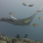Ein grauer Manta gleitet nach links über ein Riff aus Lederkorallen, im Vordergrund umgeben von Riffbarschen, in blaugrauem Wasser.