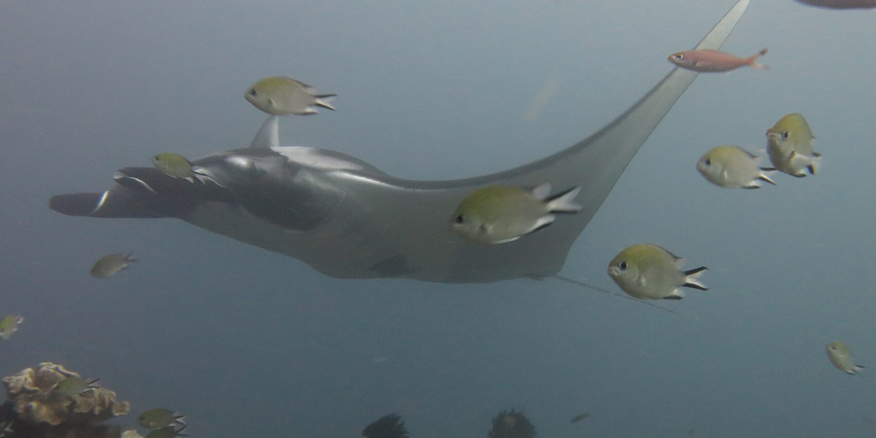 Ein grauer Manta gleitet nach links über ein Riff aus Lederkorallen, im Vordergrund umgeben von Riffbarschen, in blaugrauem Wasser.