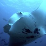 Ein Riffmanta von unten, ganz nah, der weiße Bauch schwarz gefleckt und die Kopfflossen ausgerollt, umgeben von Fischen im Blauwasser