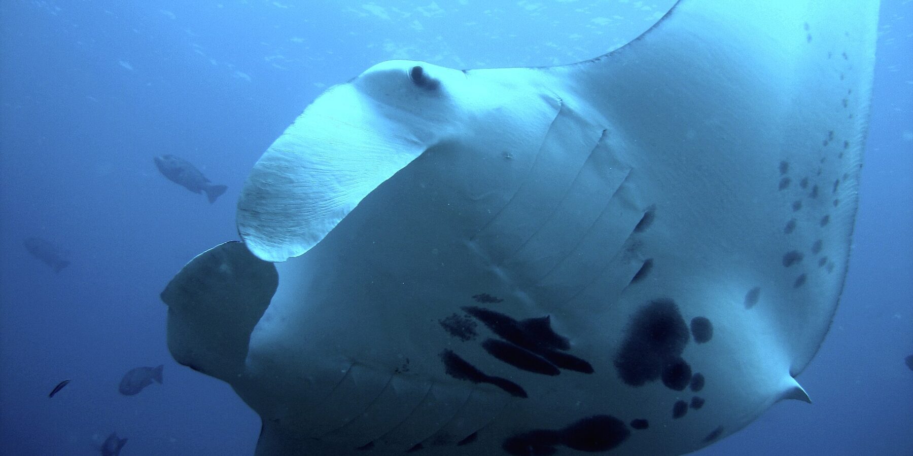 Ein Riffmanta von unten, ganz nah, der weiße Bauch schwarz gefleckt und die Kopfflossen ausgerollt, umgeben von Fischen im Blauwasser