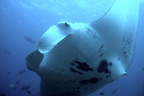 Ein Riffmanta von unten, ganz nah, der weiße Bauch schwarz gefleckt und die Kopfflossen ausgerollt, umgeben von Fischen im Blauwasser