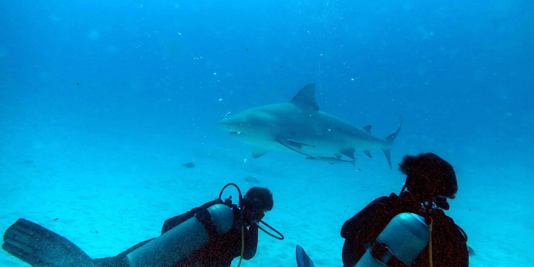 Zwei Taucher knien auf dem Sand und beobachten einen Bullenhai, der in türkisblauem Wasser vor Playa del Carmen an ihnen vorbeizieht