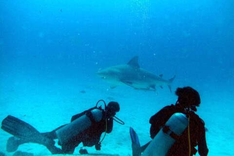 Zwei Taucher knien auf dem Sand und beobachten einen Bullenhai, der in türkisblauem Wasser vor Playa del Carmen an ihnen vorbeizieht