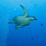 Eine Grüne Meeresschildkröte schwimmt im offenen Blauwasser nach rechts, zwei gelbliche Schiffshalter unter dem Bauchpanzer, neben einer Säule aus Taucherblasen und kleinen Fischen.