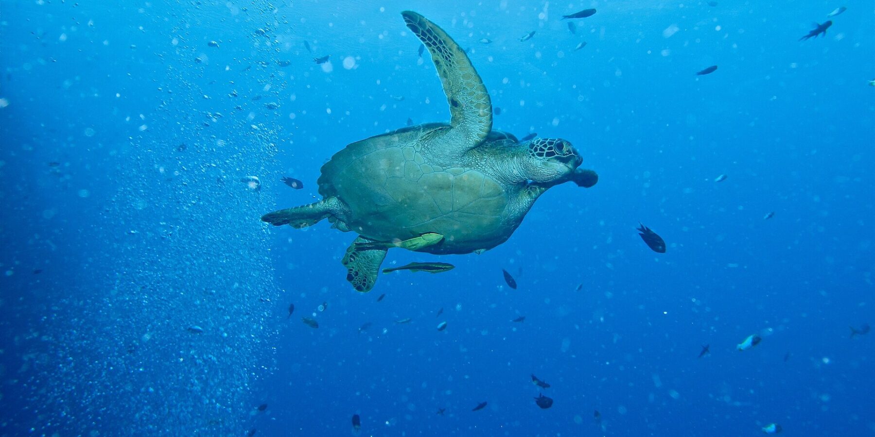 Eine Grüne Meeresschildkröte schwimmt im offenen Blauwasser nach rechts, zwei gelbliche Schiffshalter unter dem Bauchpanzer, neben einer Säule aus Taucherblasen und kleinen Fischen.