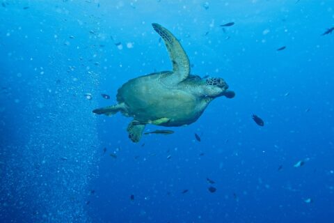 Eine Grüne Meeresschildkröte schwimmt im offenen Blauwasser nach rechts, zwei gelbliche Schiffshalter unter dem Bauchpanzer, neben einer Säule aus Taucherblasen und kleinen Fischen.