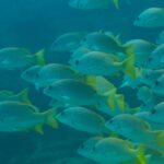 Ein dichter Schwarm Gelber Schnapper mit leuchtend gelben Flossen, im Profil, in blaugrünem Wasser auf dem Riff von Cabo Pulmo