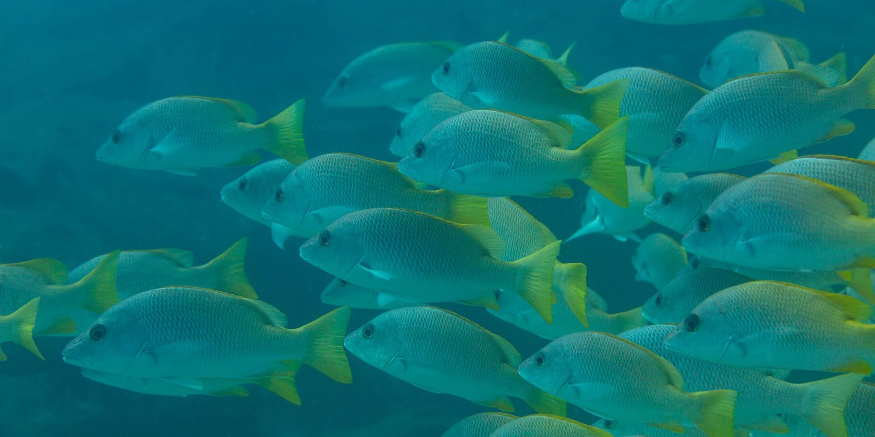 Ein dichter Schwarm Gelber Schnapper mit leuchtend gelben Flossen, im Profil, in blaugrünem Wasser auf dem Riff von Cabo Pulmo