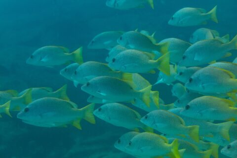 Ein dichter Schwarm Gelber Schnapper mit leuchtend gelben Flossen, im Profil, in blaugrünem Wasser auf dem Riff von Cabo Pulmo