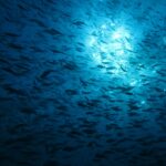 Ein riesiger Fischschwarm als Silhouette, von unten gegen das Sonnenlicht gesehen, das unter der Oberfläche glitzert, in tiefblauem Wasser.