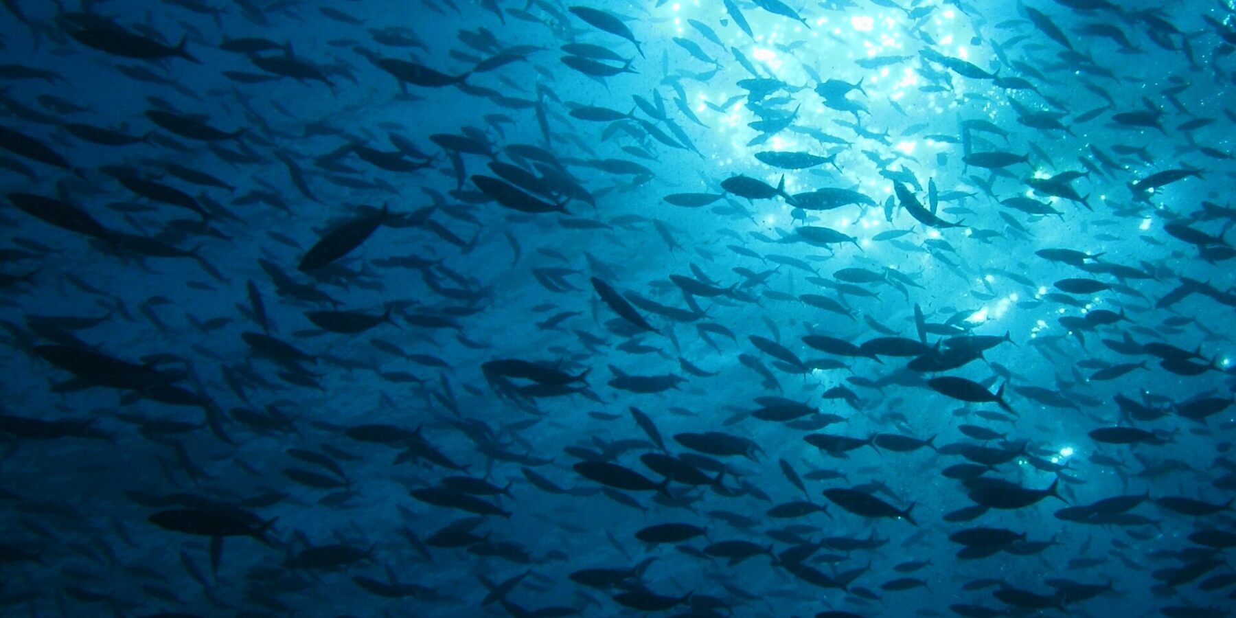 Ein riesiger Fischschwarm als Silhouette, von unten gegen das Sonnenlicht gesehen, das unter der Oberfläche glitzert, in tiefblauem Wasser.