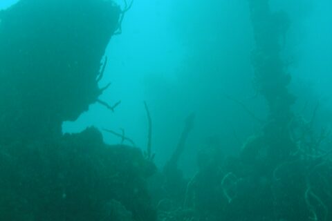 In trübem, türkisgrünem Wasser die dunkle Silhouette eines Wracks, rechts ragt ein mit Peitschenkorallen bewachsener Mast über verkrusteten Aufbauten auf.