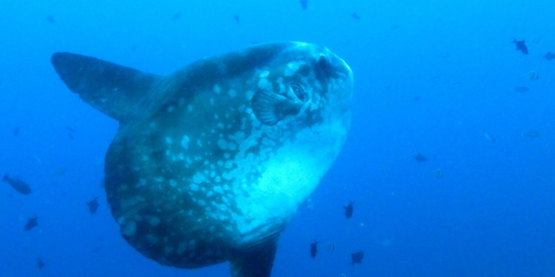 Ein grauer, hell gefleckter Mondfisch im Dreiviertelprofil im offenen Blauwasser, die lange Rücken- und Afterflosse ausgestreckt, umgeben von kleinen Rifffischen.