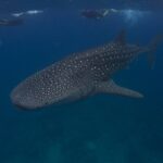 Ein weiß gefleckter Walhai schwimmt unter drei Schnorchlern an der Oberfläche, in dunkelblauem Wasser im Süden des Ari-Atolls